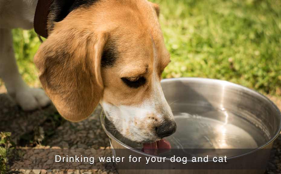 Drinking water for your dog and cat