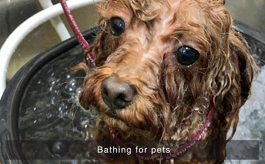 Bathing for pets